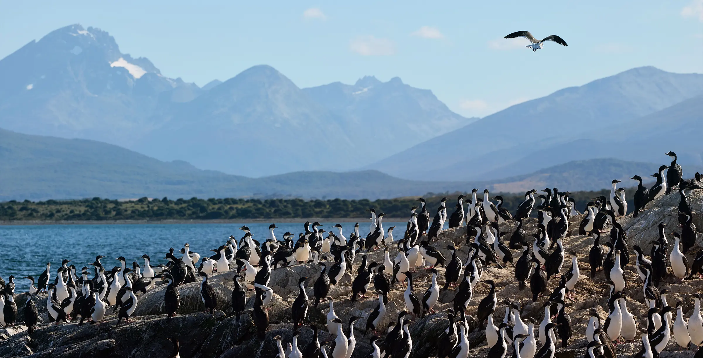 Hundreds of cormorants sit on rocks with a mountain backdrop