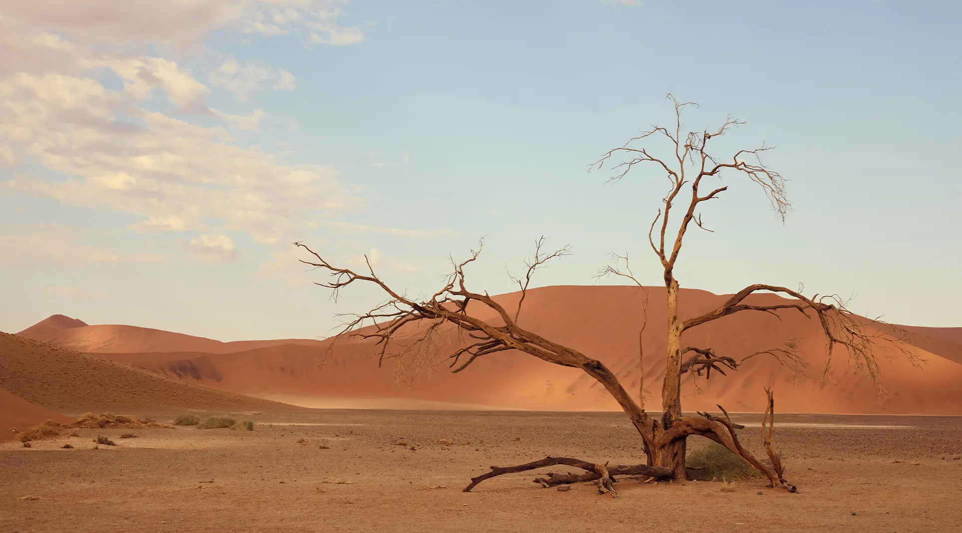 Parched tree in desert