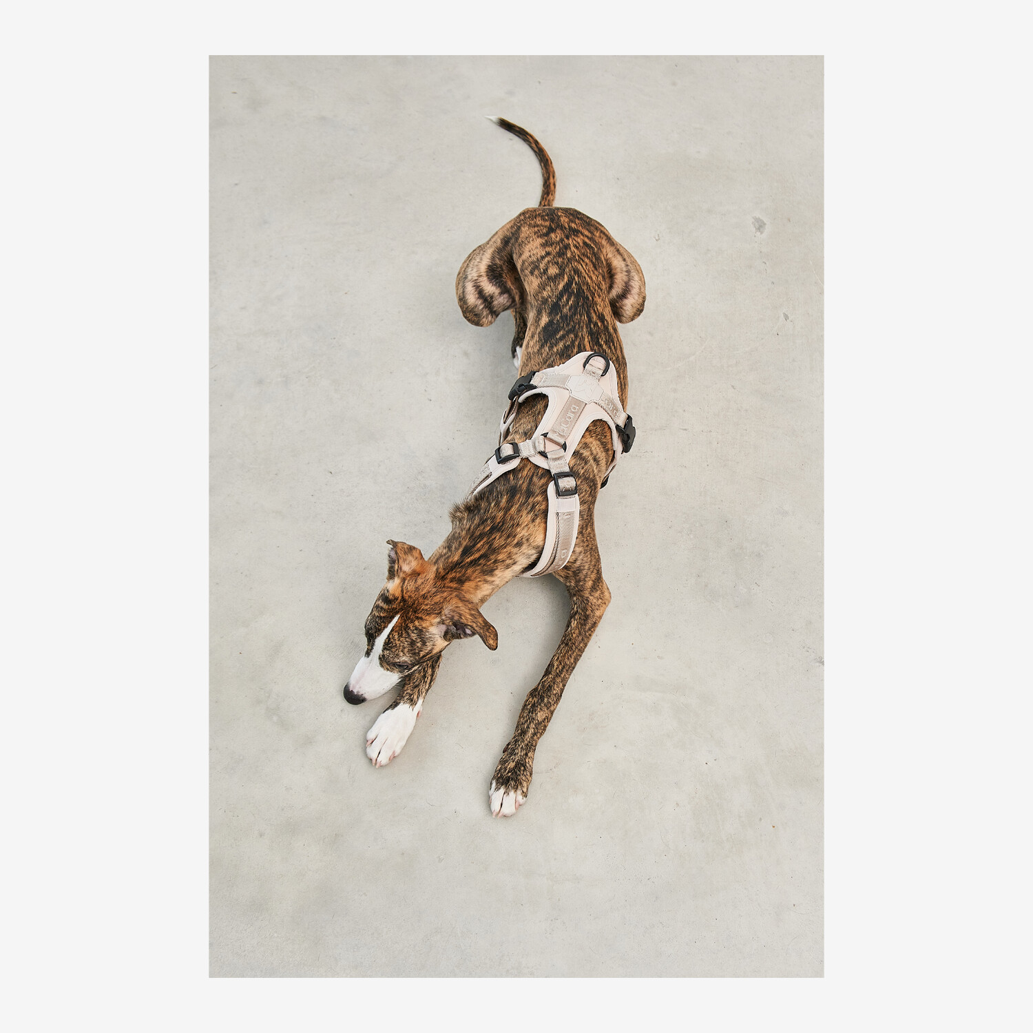 Poodle/Whippet Connection | Poodle Forum, image size:1500x1500