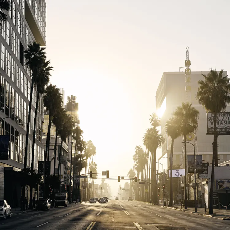 View of palm-lined street in Los Angeles